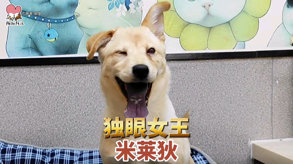 工厂附近发现一只小奶狗右眼全是脓没法好了