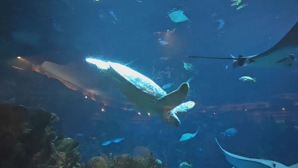 北京海洋馆的各种动物(二)