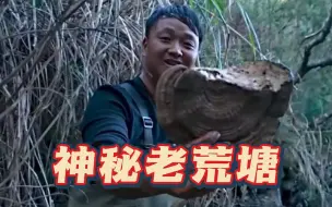 Descargar video: 今天花180抽干一个荒废多年的老鱼塘，最后到底是亏是赚？