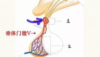 人解三分钟 内分泌器官及分泌激素 促甲状腺激素释放激素和促甲状腺激素 他们有什么故事 下丘脑垂体胰岛各自分泌什么激素 哔哩哔哩 Bilibili