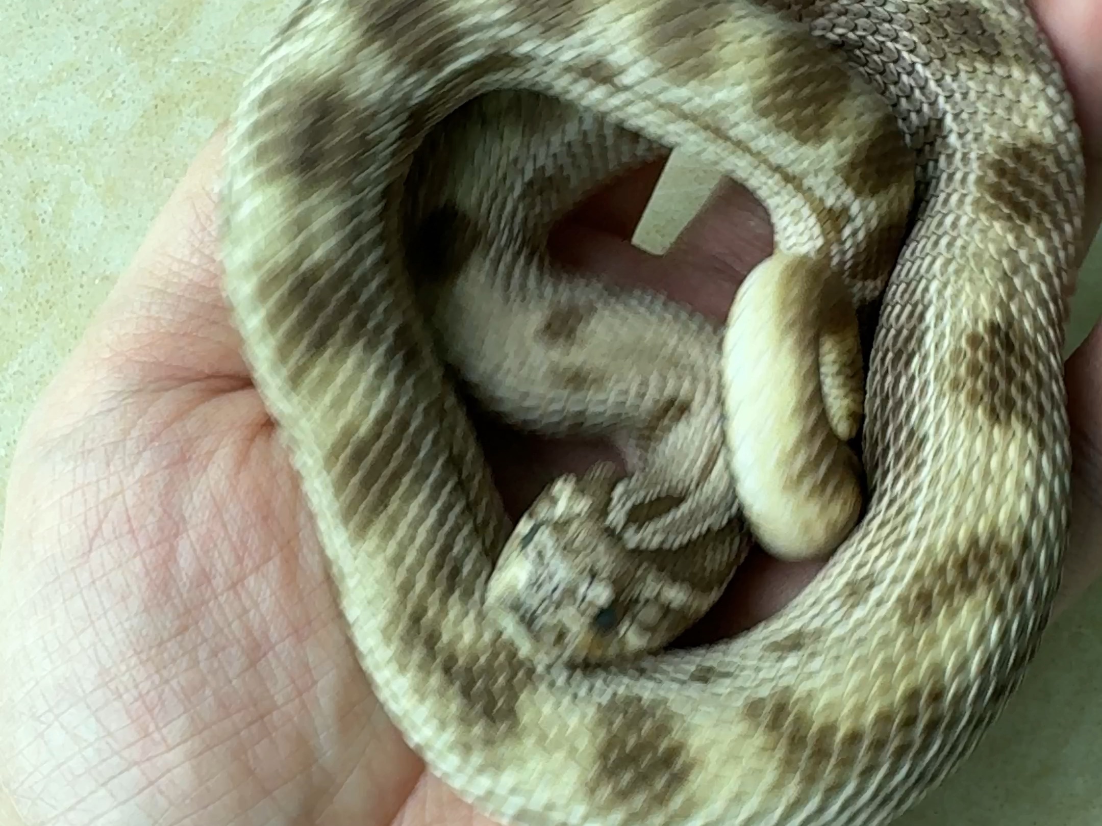 蛇为什么要冬眠