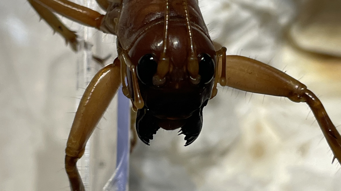 公牛西亚神沙螽展现超高捕食性