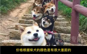 Download Video: 柴犬颜色价位区别