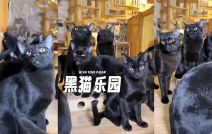 Video herunterladen: 欢迎来到黑猫乐园 😍😍😍