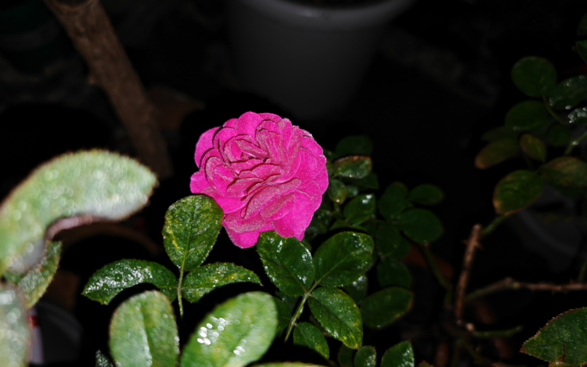 两广花友避坑:海蒂克鲁姆月季