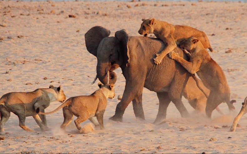 一个月的时间这个狮群捕食了15头大象