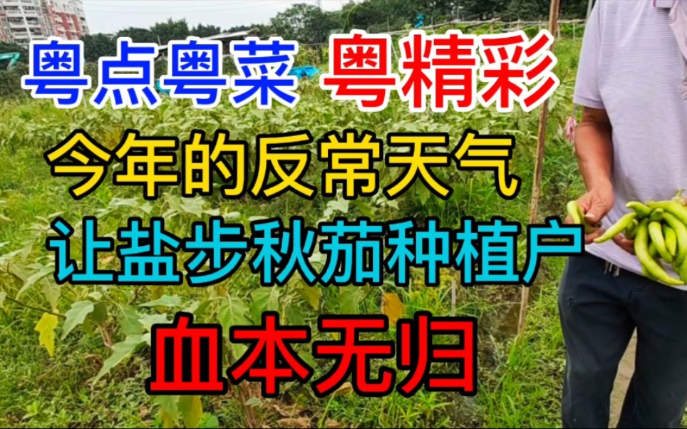 今年的反常天气,让盐步秋茄种植户血本无归,粤语中字幕哔哩哔哩bilibili