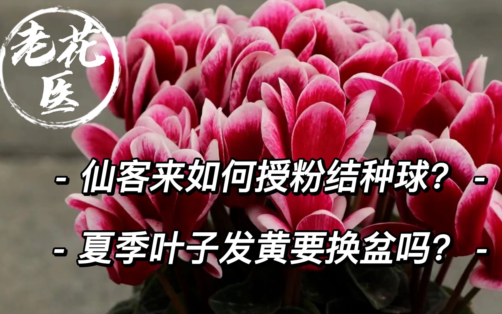 仙客来为什么总是烂?记住这2点,养好它并不难!仙客来养护攻略哔哩哔哩bilibili