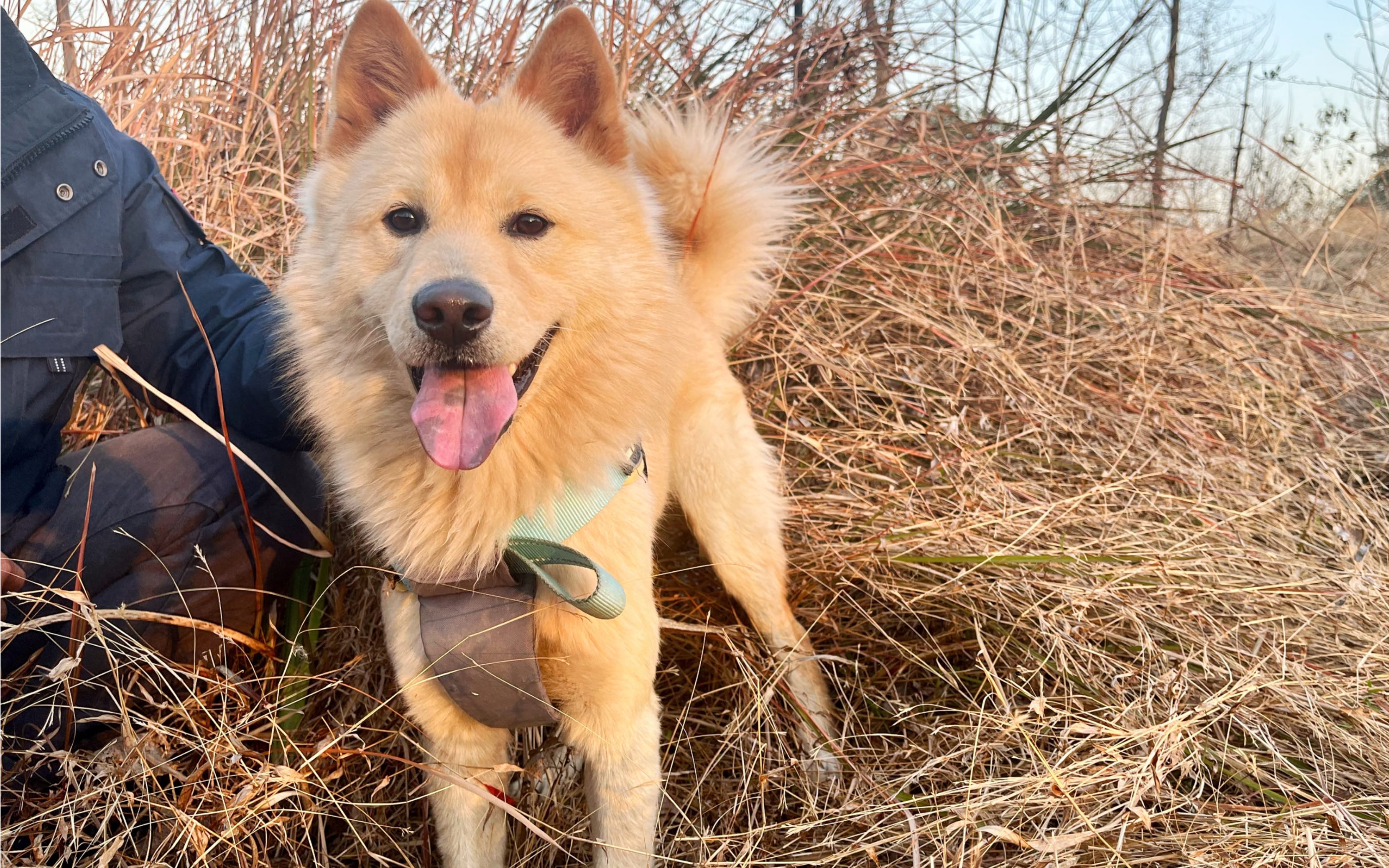 中华田园犬土松日记_哔哩哔哩_bilibili