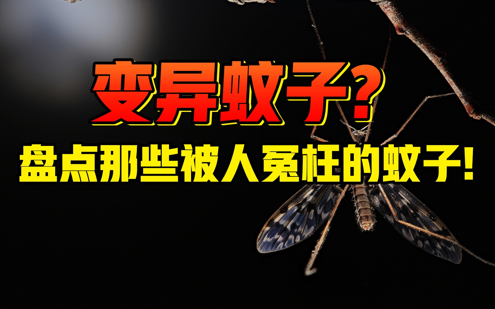 网友大呼刺激!这么大的蚊子会抽血吗?盘点那些被你“冤枉”的蚊子?哔哩哔哩bilibili