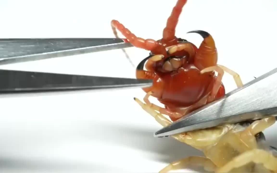 活动作品给蜈蚣剃牙结果