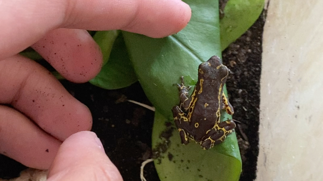 虹彩斑足蟾这可不是箭毒蛙哦非保的一种小型蛙类吃