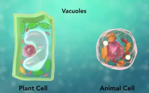 下载视频: 【高中生物】细胞的结构