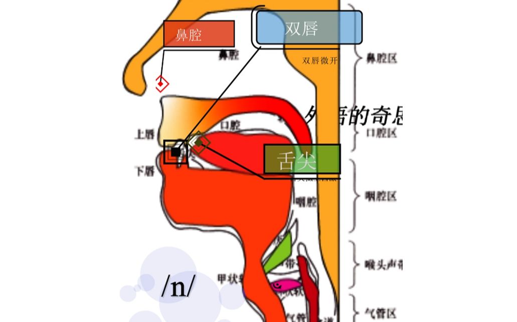 [图]45/n/  双唇微开，舌尖抵上齿龈，气流从鼻孔里出来，声带振动。