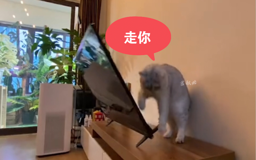 戒 猫 必 修 课哔哩哔哩bilibili