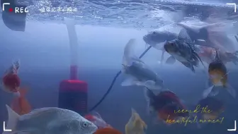 养鱼快乐