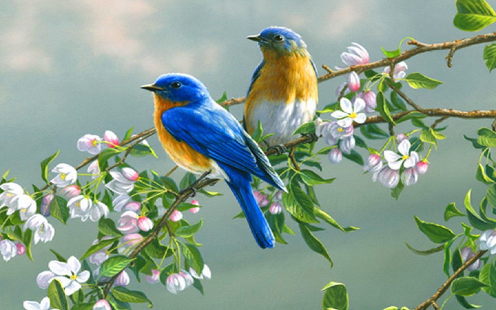 清晨鸟叫声,来自大自然的声音祝福 | 放松音乐2021