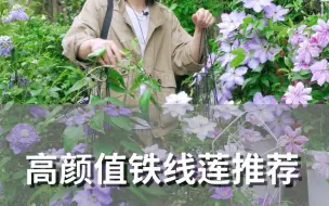 高颜值铁线莲推荐