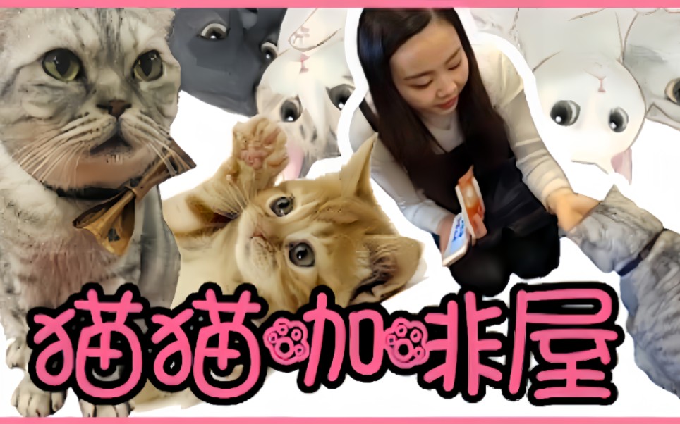 韩国的猫咪咖啡馆探店vlog!零距离接触喵星人!哔哩哔哩bilibili