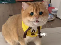 Download Video: 大家的小猫都几点睡啊