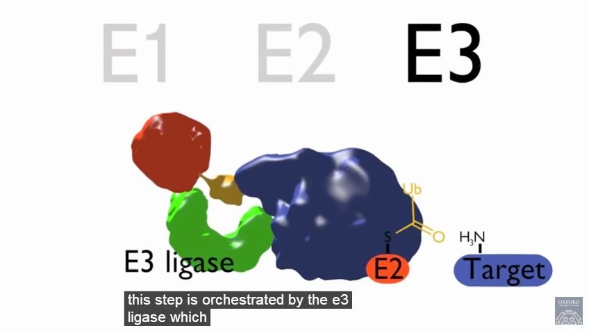 [搬运英文]泛素泛素连接酶哔哩哔哩bilibili