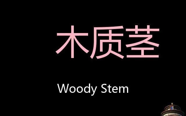 [图]木质茎 Chinese Pronunciation Woody stem