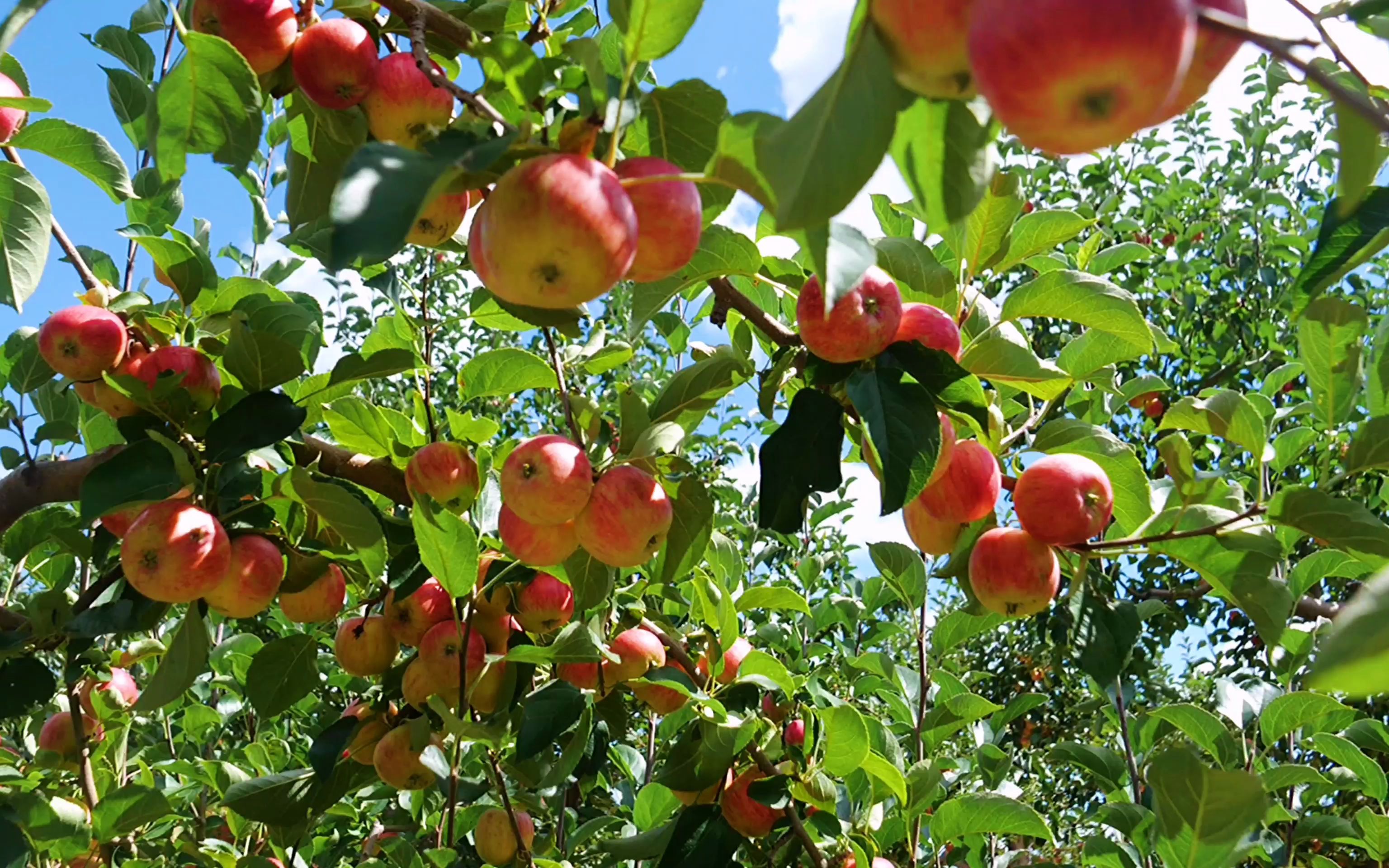 河北围场:金红苹果红满山香飘四方