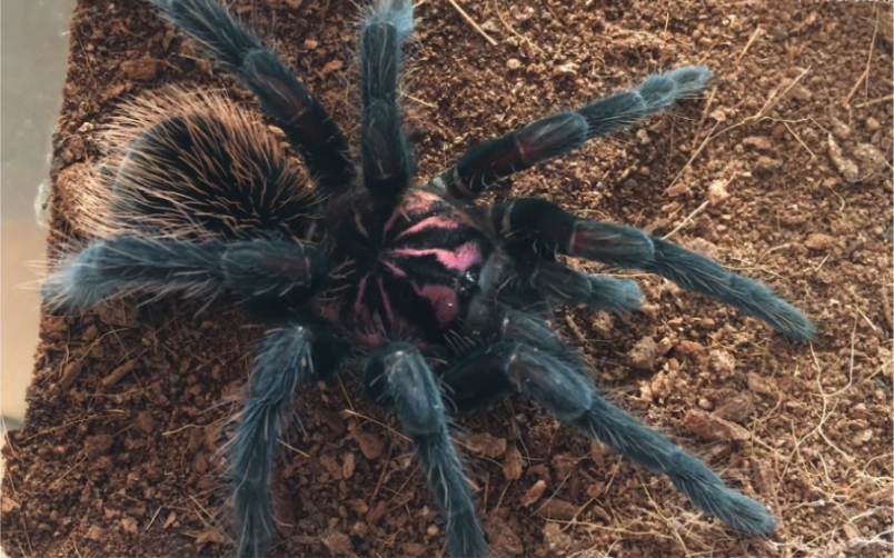 亚马逊镭射捕鸟蛛10cm小母.