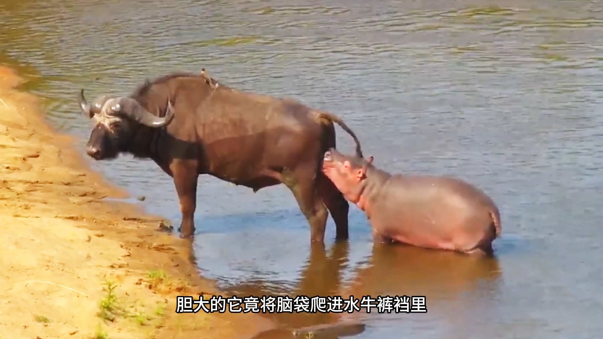 水牛在河里泡澡,不料险些被小河马咬掉铃铛,太惊险了