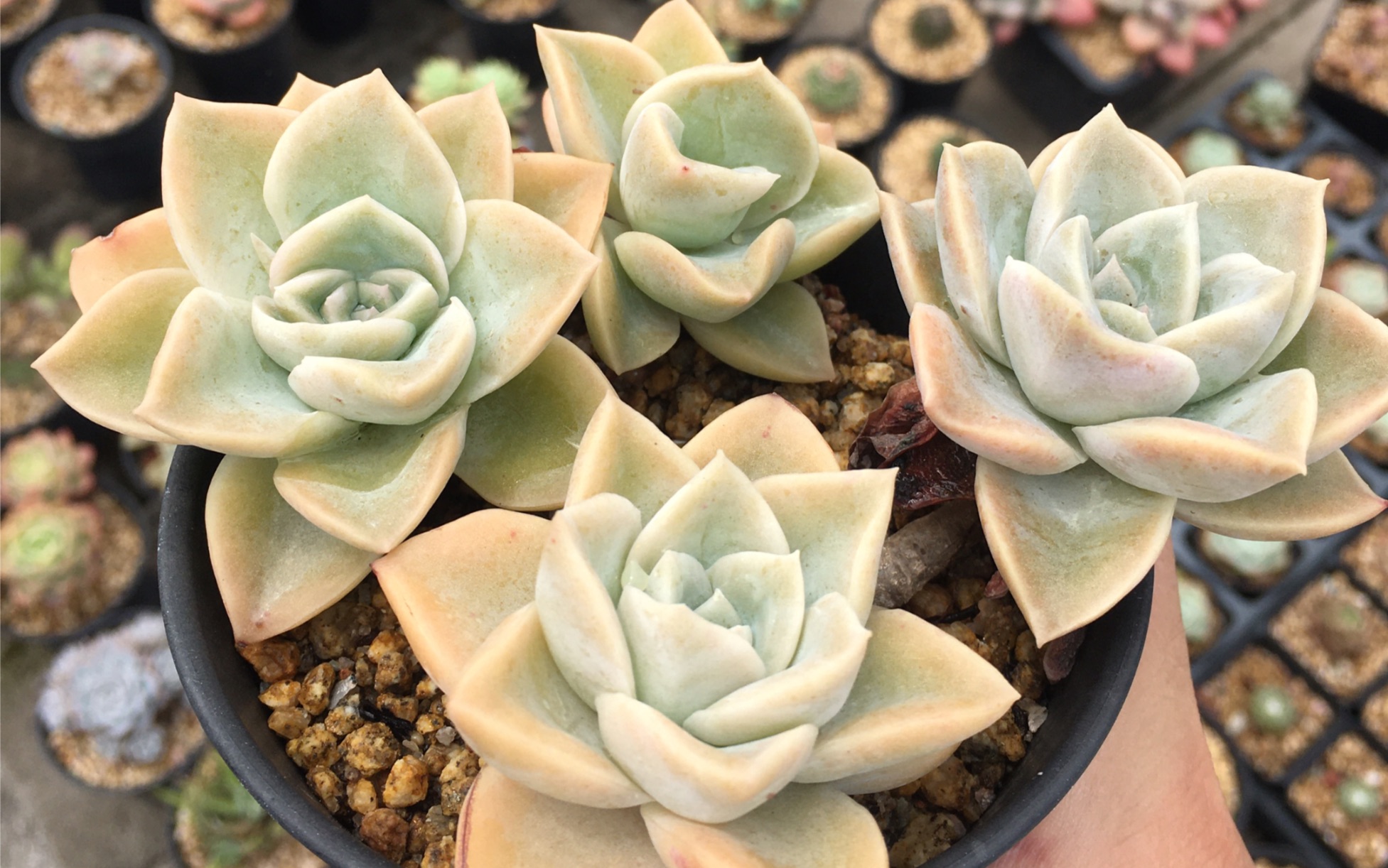 广东可以露养的多肉哈利沃森