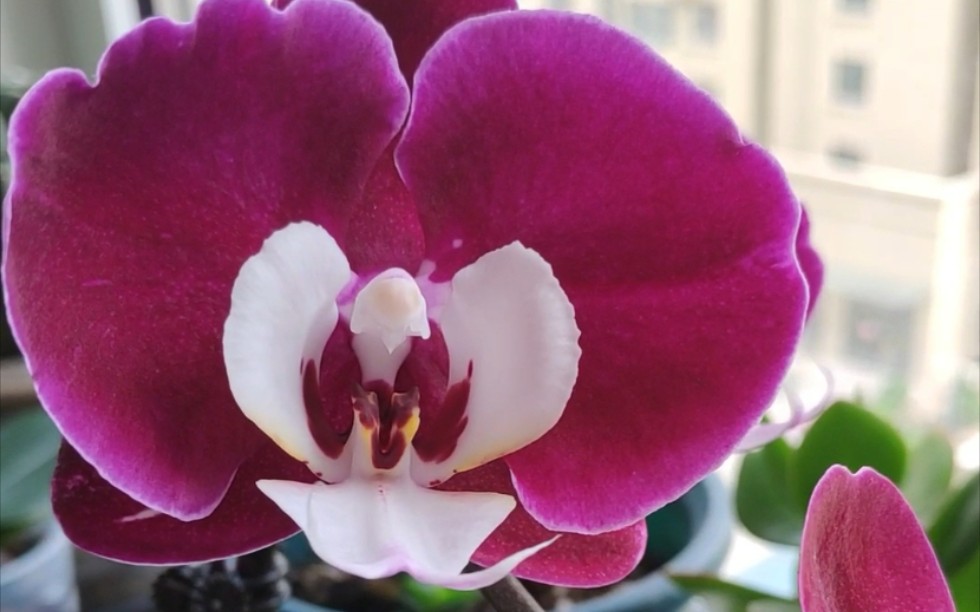 米歇尔蝴蝶兰开花花