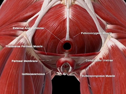 盆底肌群结构解剖图哔哩哔哩bilibili
