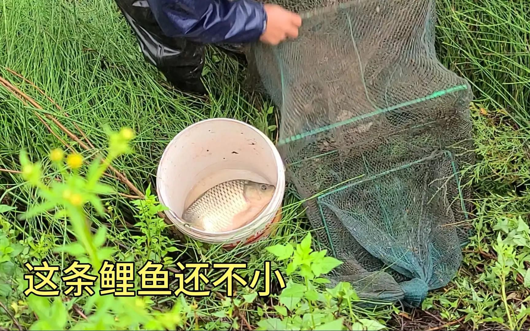 多年未乾過水的深溝大叔放地籠抓魚抓到一條3斤重的鯉魚