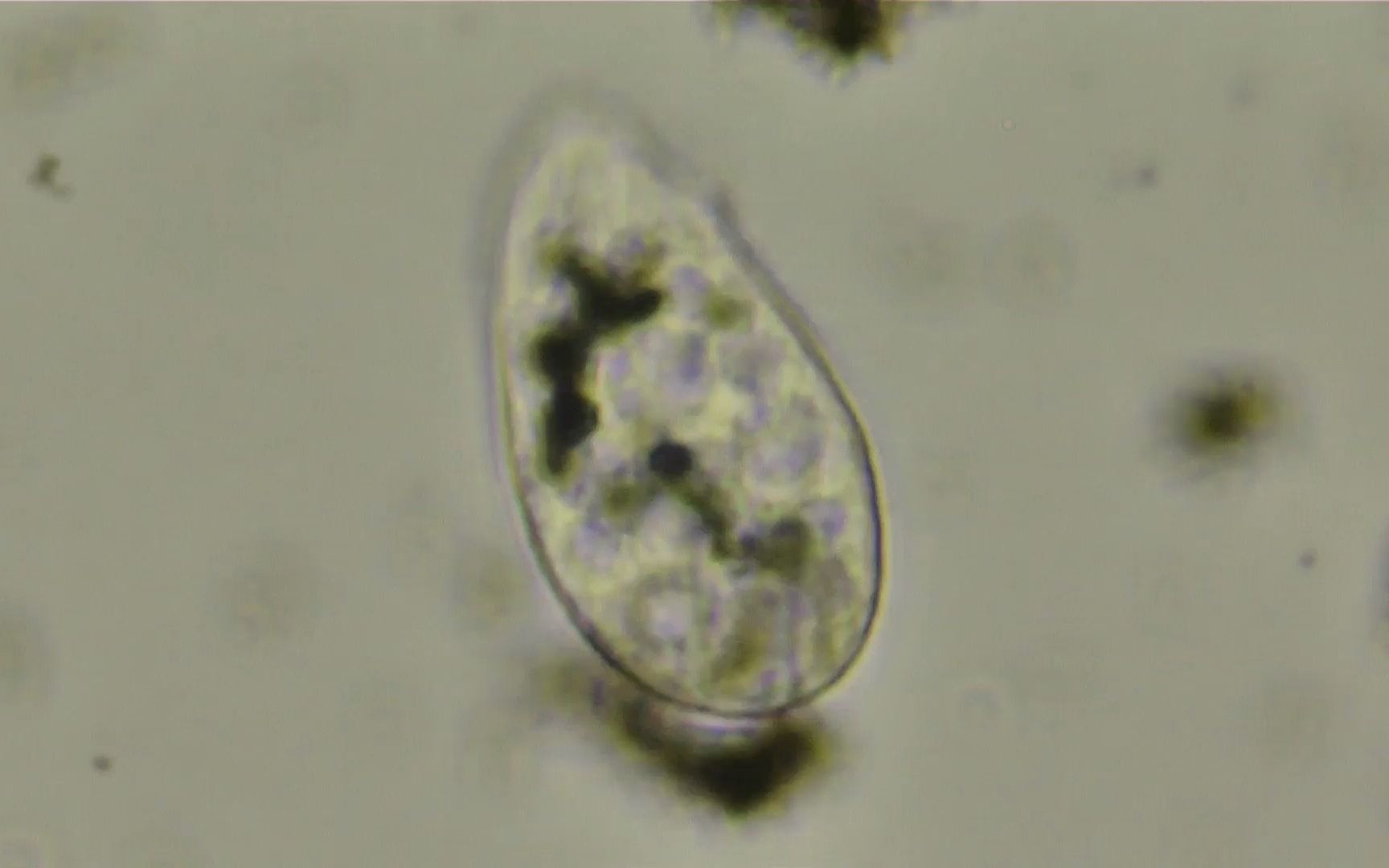 【观察】四膜虫(Tetrahymena)的运动与膜的流动哔哩哔哩bilibili