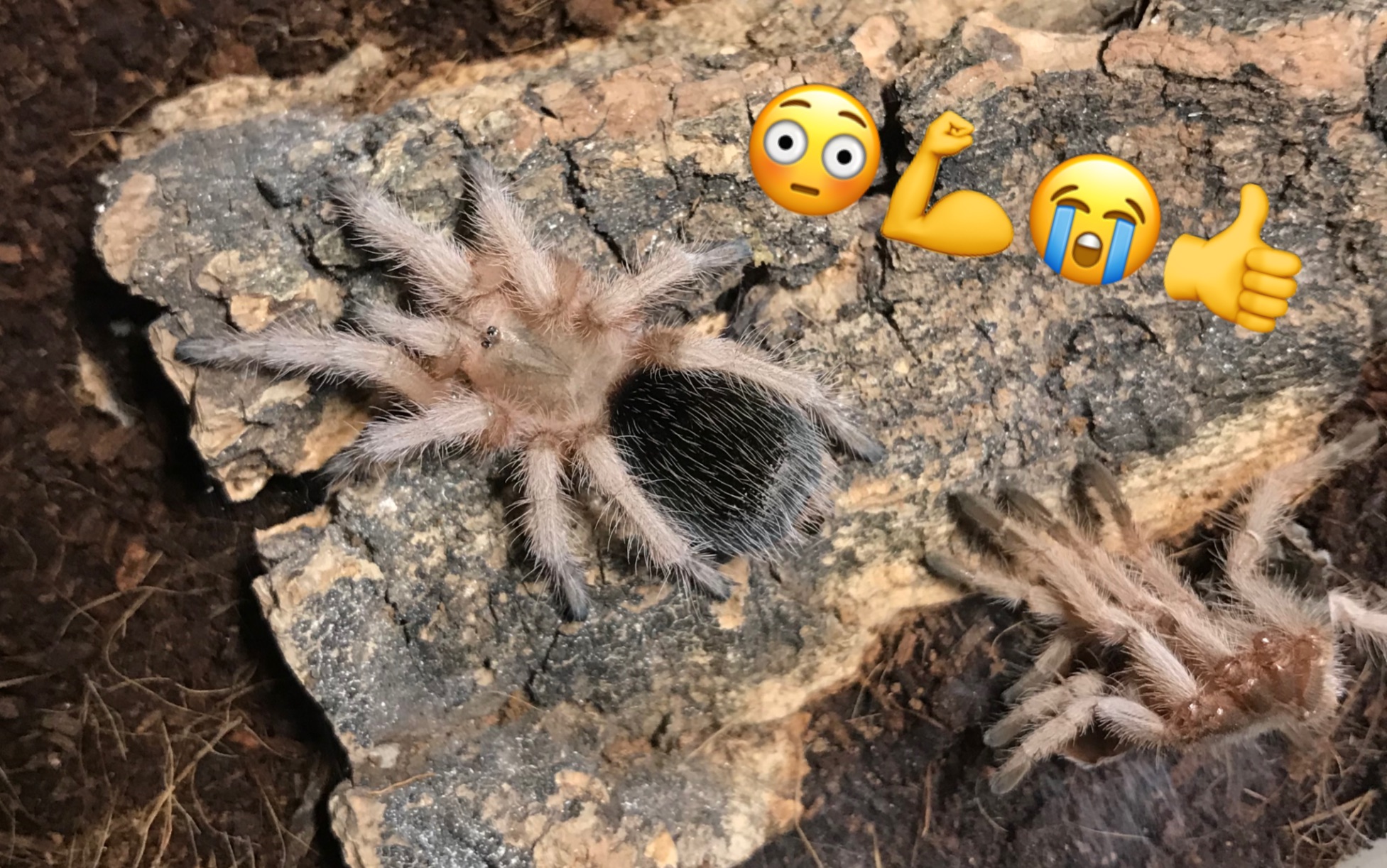 【智利红玫瑰】捕鸟蛛蜕皮全程