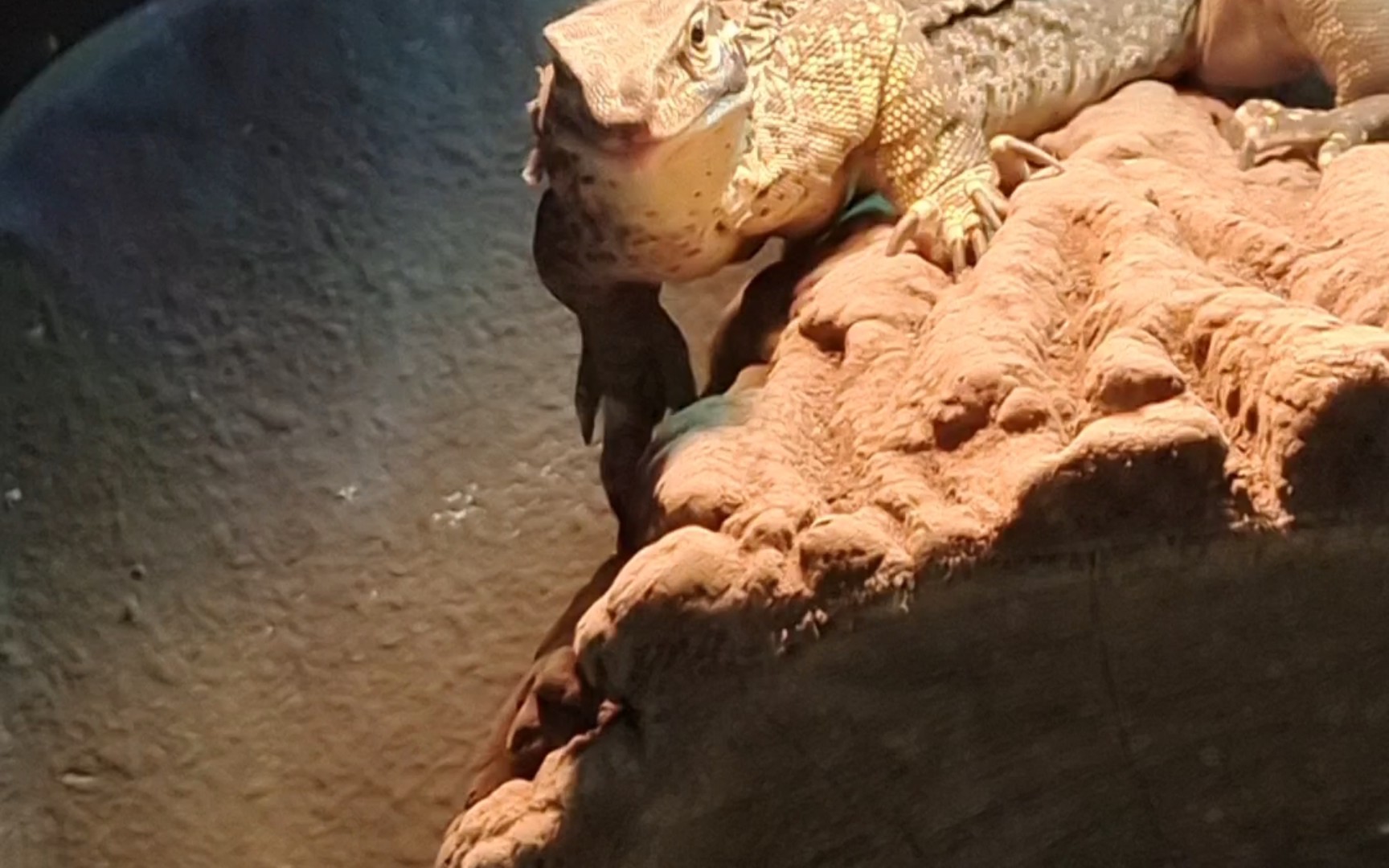 丹东两爬馆里的砂巨蜥,饲养条件虽然不太好,但是爬宠的状态明显比很多