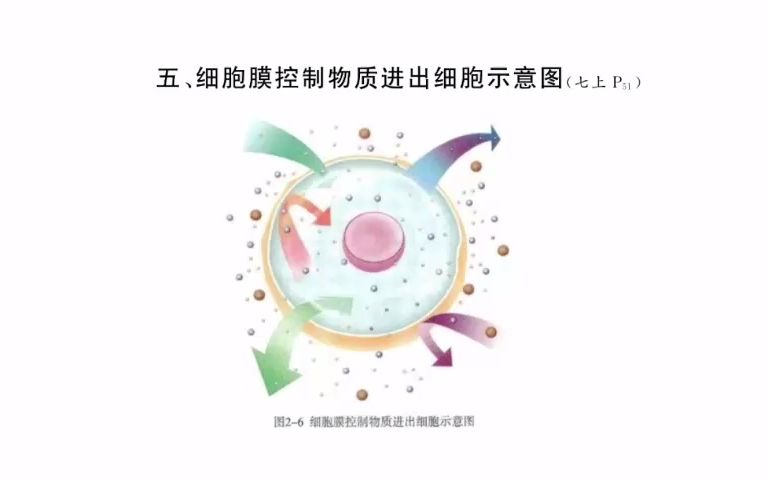 5.细胞膜控制物质进出细胞示意图哔哩哔哩bilibili