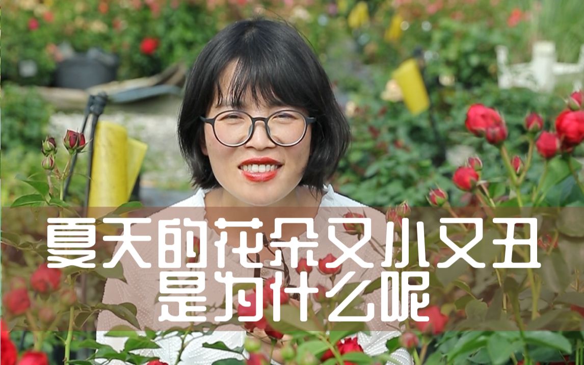 [图]【惠惠的花园】怎么在夏天的时候拥有和春天一样又美又大的花朵