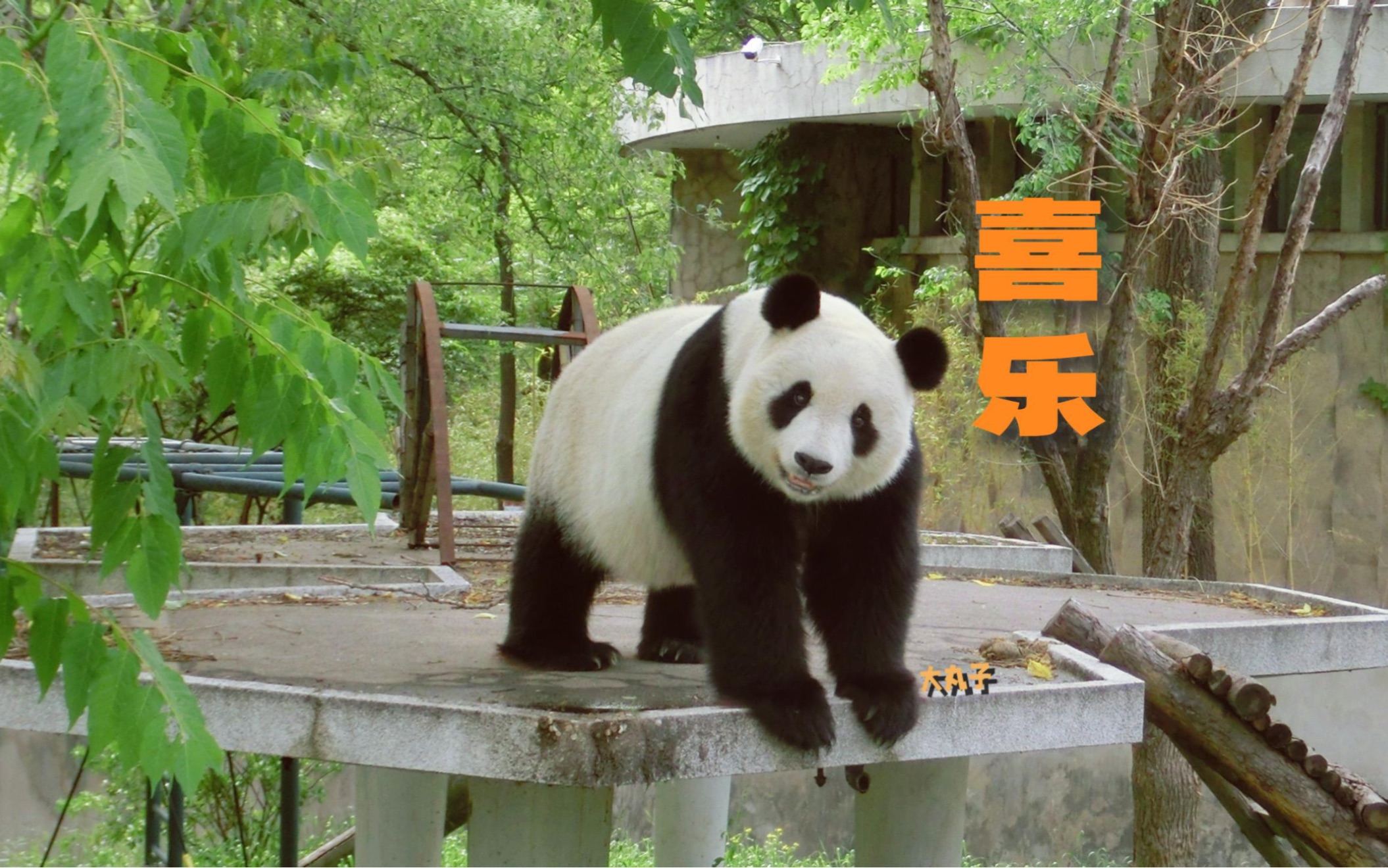 天津动物园的女明星大熊猫喜乐营业啦!