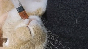 荷兰猪篇第30集 如何照顾断牙的荷兰猪 哔哩哔哩 つロ干杯 Bilibili 荷兰猪篇第30集 如何照顾断牙的荷兰猪 哔哩哔哩 つロ干杯 Bilibili