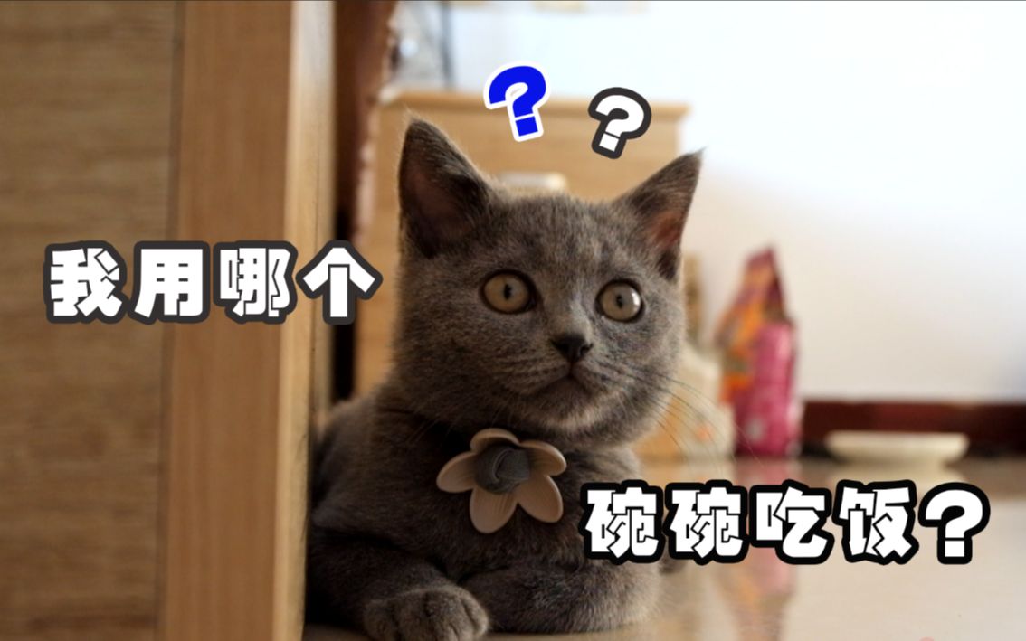 猫咪食盆大抉择,塑料陶瓷还是不锈钢?选不好猫咪容易黑下巴!哔哩哔哩bilibili