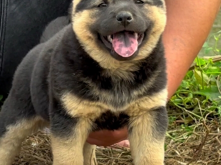 老人们说它是传说中金星菩萨的坐下神兽,中华田园犬