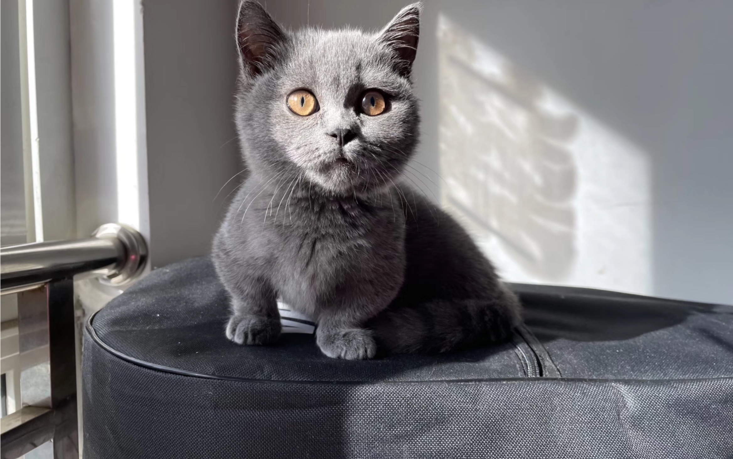 蓝猫果冻悠闲的周六,在阳光下晒太阳_哔哩哔哩_bilibili