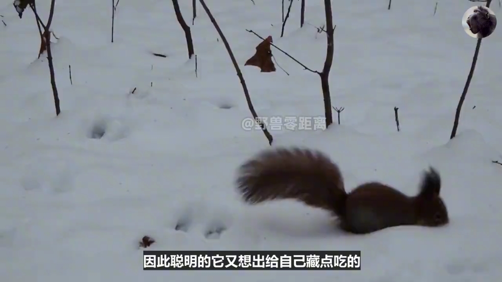 [图]小松鼠发现过冬的食物被偷，委屈地望着洞口发呆～