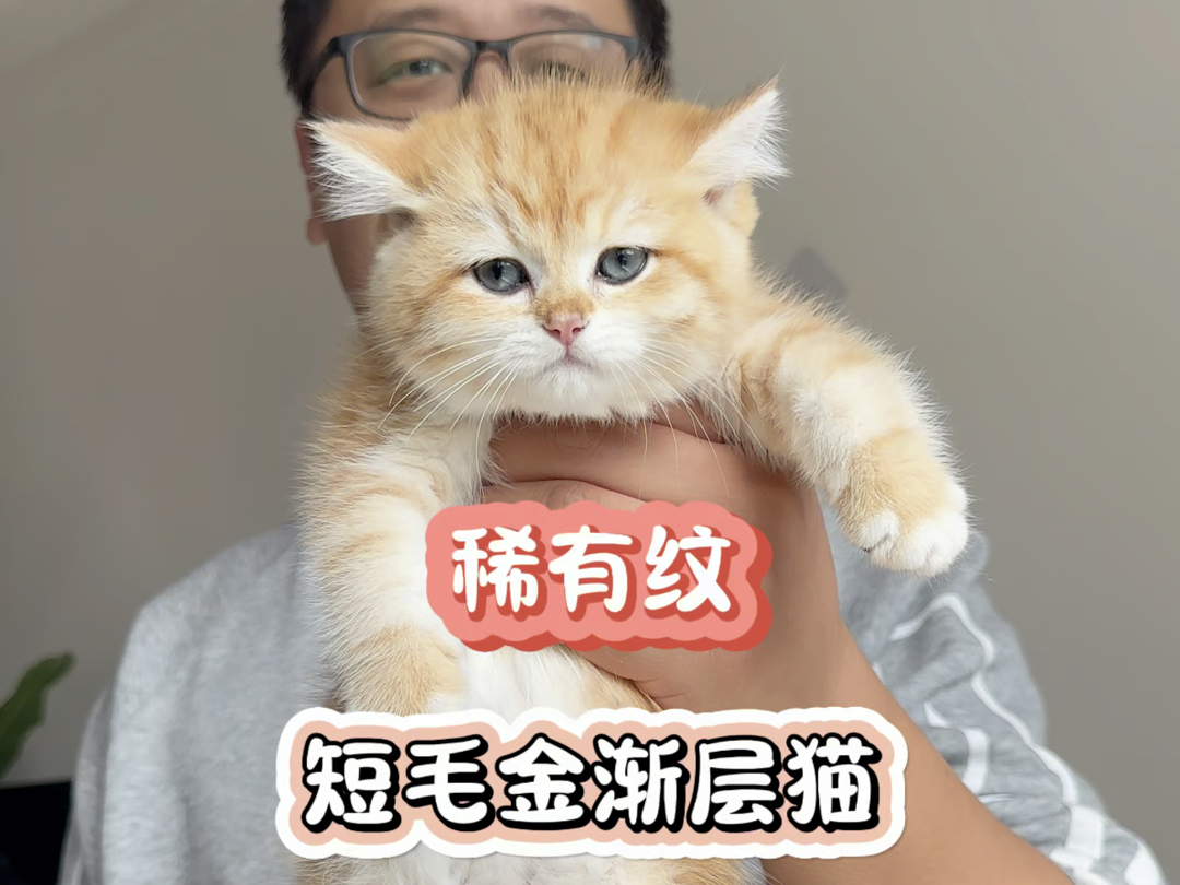 稀有纹!短毛金渐层猫哔哩哔哩bilibili