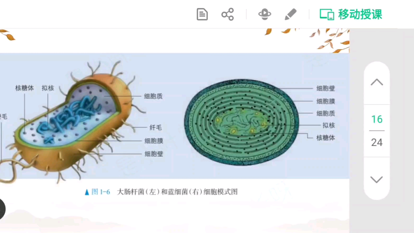 有关原核细胞之间内部结构的区别以及真核细胞之间内部结构的区别大家