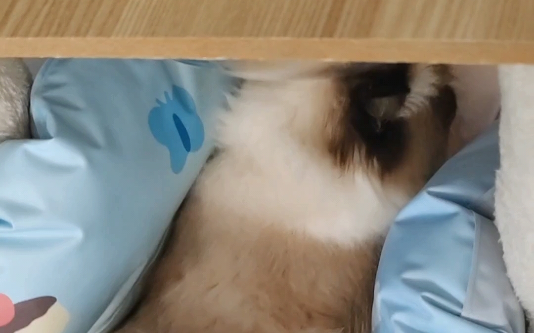 小东西还挺凶的,奶瓶给你打掉