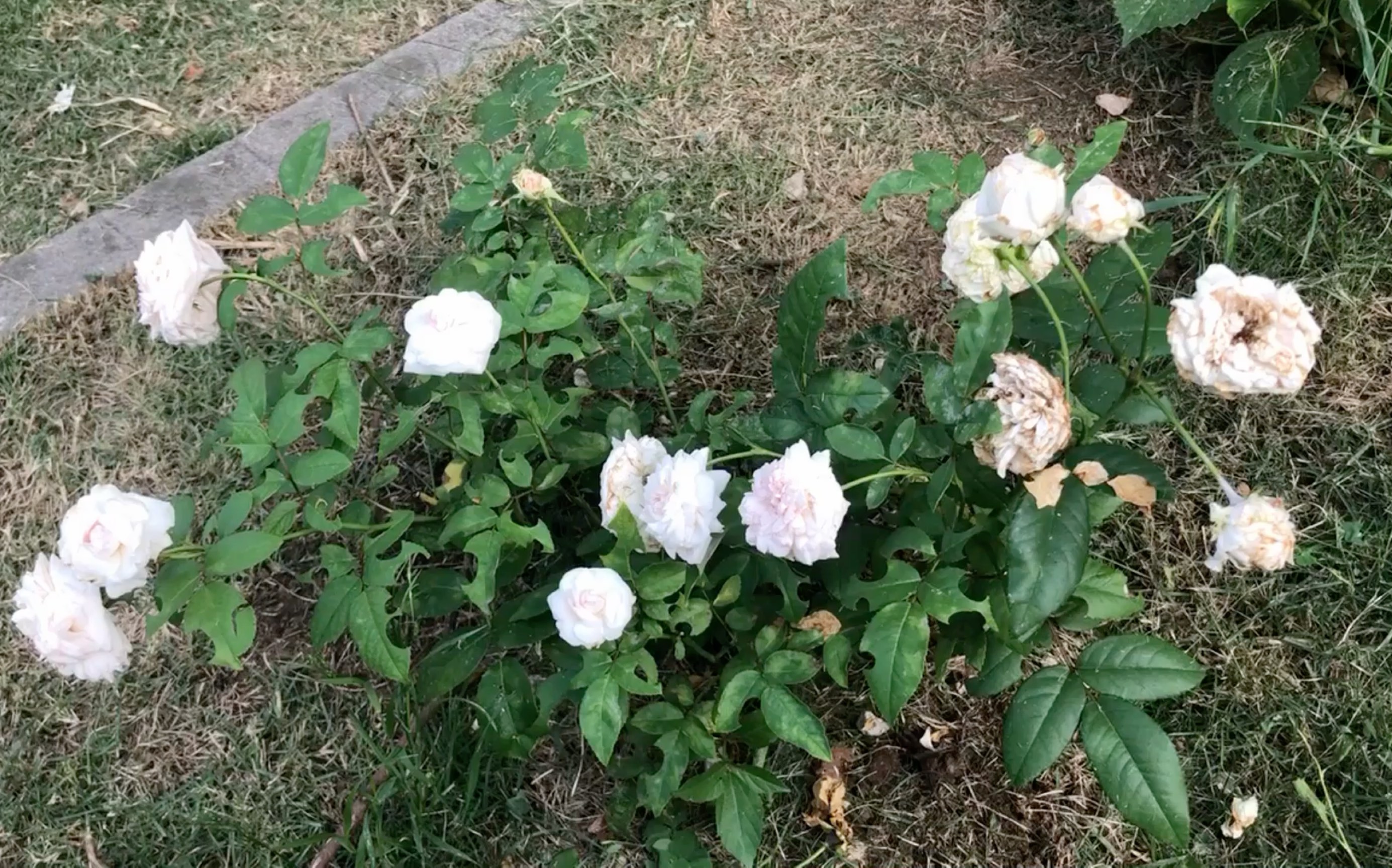 [图]【月季品鉴】孱弱怕雨的玉玲珑（粉妆楼）—新手千万不要养！