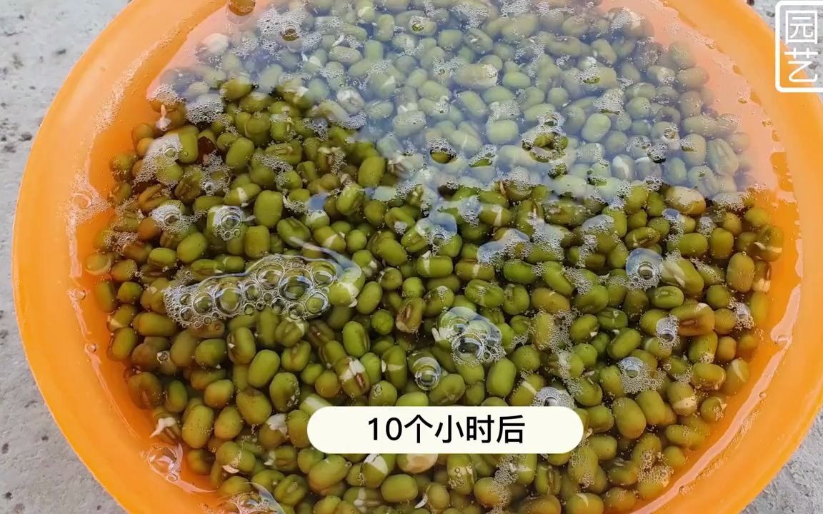 【聊三农】分享在家如何用洗菜蓝发豆芽掌握这三个要点您在家也能发出好豆芽哔哩哔哩bilibili