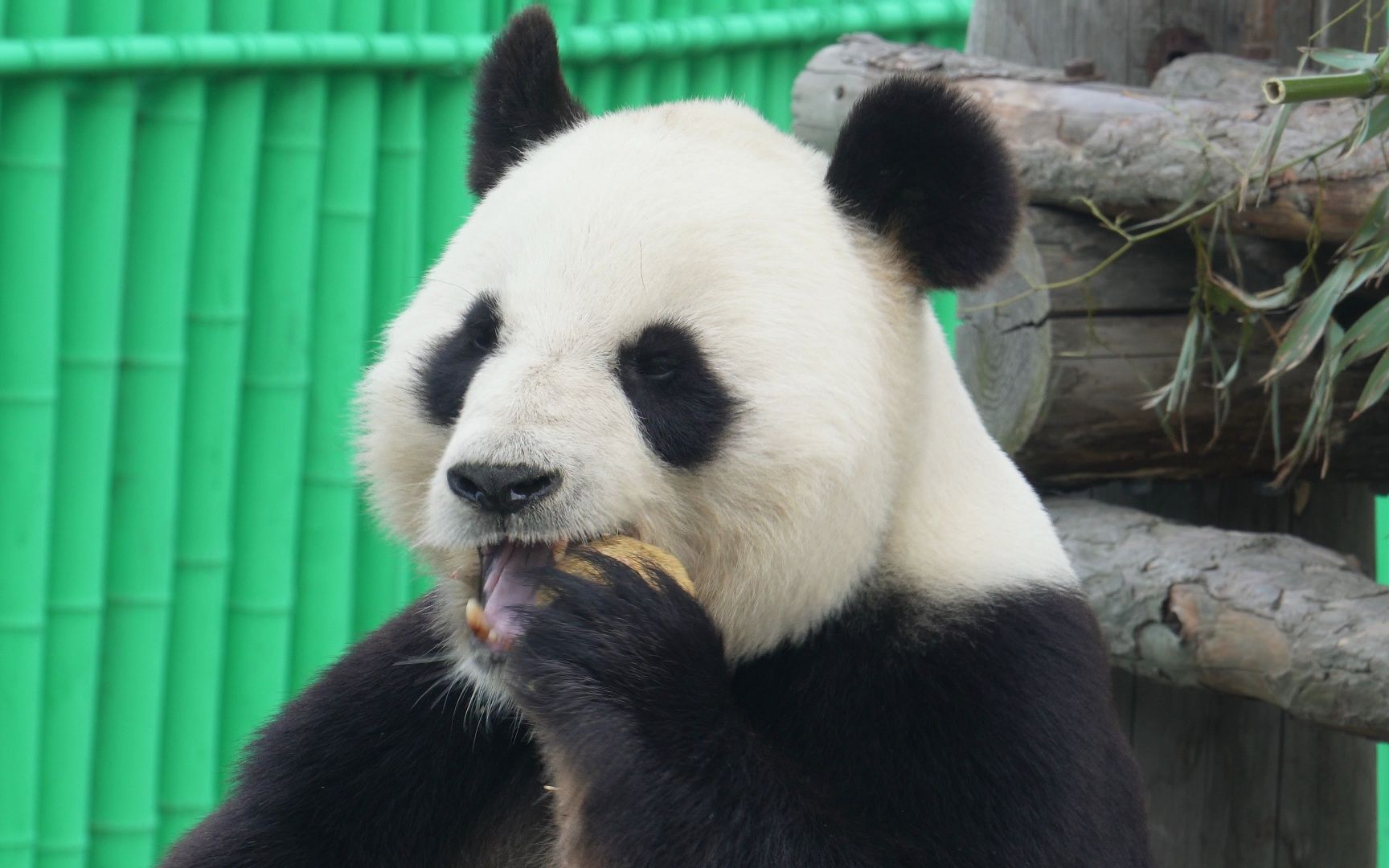 【大熊猫晶晶】风吹过来的小竹子,把正在美美吃窝头的大宝吓了一跳